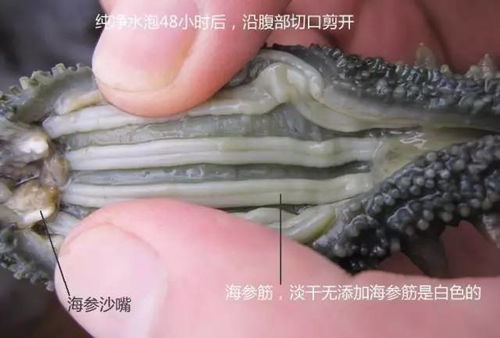 海参 自然馈赠的养生瑰宝，男女皆宜的滋补佳品