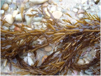 探索海洋宝藏 海洋生物活性物质提取及其在腐植酸领域的协同应用前景