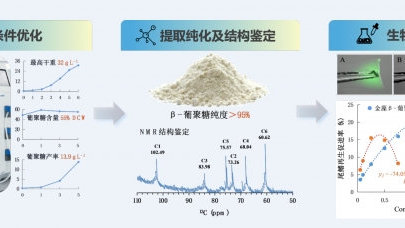 水生所在藻源β-1,3-葡聚糖开发方面取得进展 海洋生物活性物质提取技术新突破