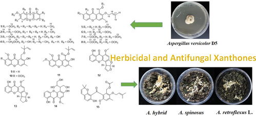 海洋真菌 天然除草与杀菌剂的绿色宝库与合成技术新突破