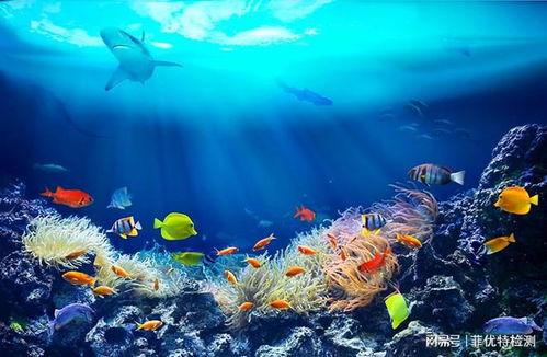 探索海洋的蓝色宝藏 海洋生物功效成分检测与合成技术研发