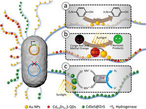 基因工程改造细菌生物被膜 迈向高效杂化催化材料的新突破